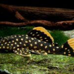 L177 Gold Nugget Pleco (Large)