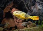 MBU Puffer