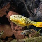 MBU Puffer