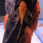 Super Red Longfin L144 - Image 2