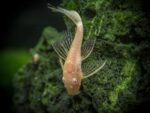 Albino Bristlenose Longfin - Image 3